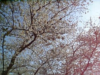 上野桜2