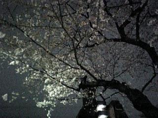 夜桜1