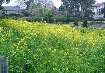 近所の菜の花 撮影日2007/4/7