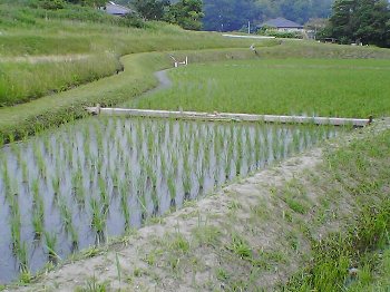 田植え