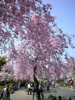 しだれ桜2