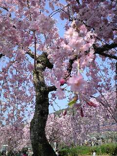 しだれ桜1