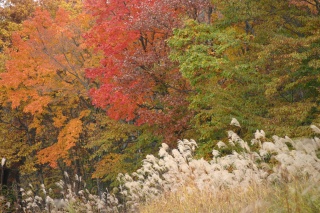紅葉