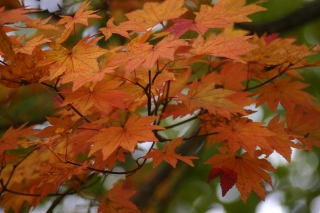 紅葉