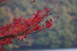 紅葉
