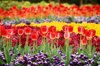 チューリップ
