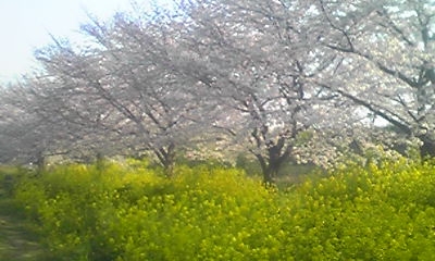 桜&菜の花