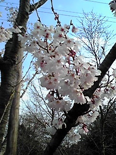 桜2010-2