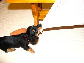 コピー ～ IMG_4711.JPG