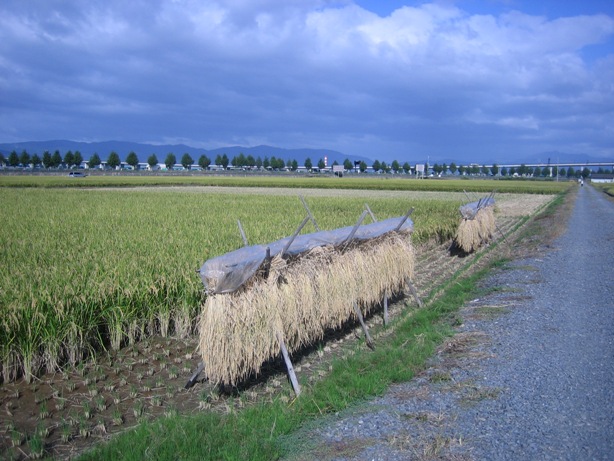 稲刈り01
