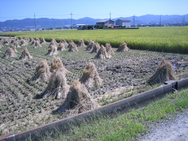 稲刈り02