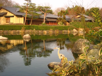 夕照庵のサギ　