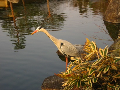 夕照庵のサギ2