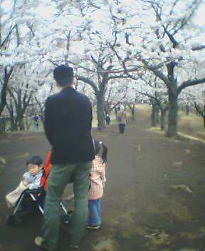 自然公園　さくら