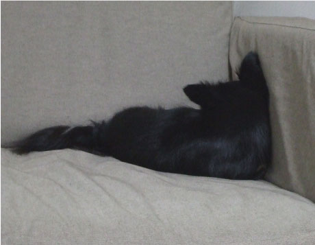 猫？？