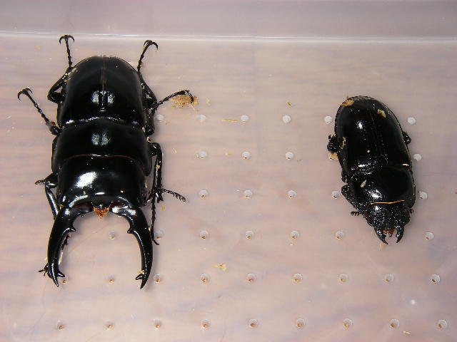 くろはす1
