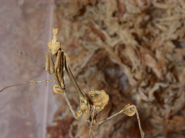 Ｇｏｎｇｙｌｕｓ