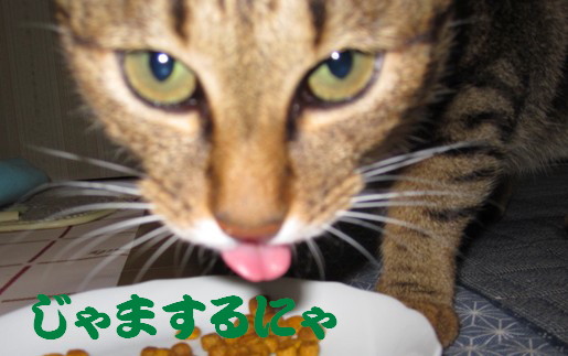 食事中にゃんだにゃ