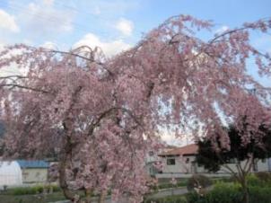 しだれ桜３