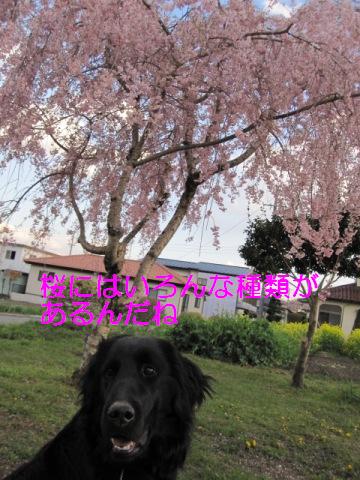 しだれ桜＆れんと