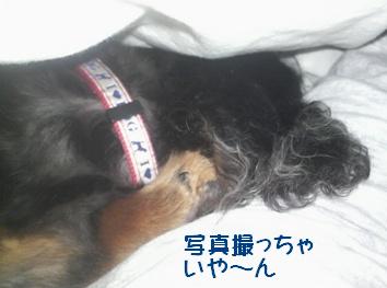 かくれてます