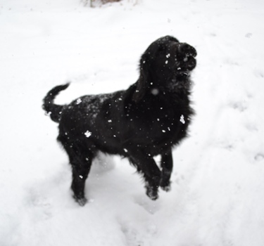 【れんと】雪を食す２