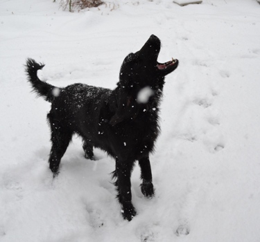 【れんと】雪を食す３