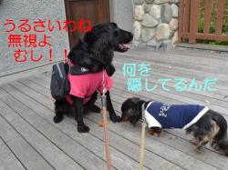 情けない姉弟２