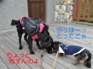 情けない姉弟３