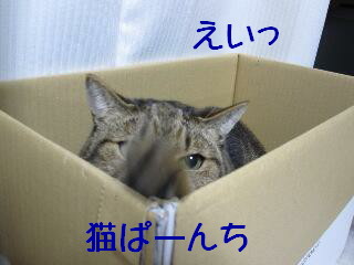 箱入り猫２