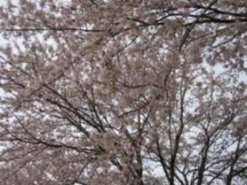 桜１