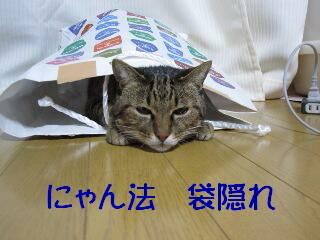 袋入り猫１