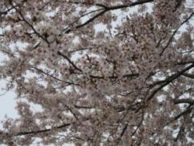 桜２