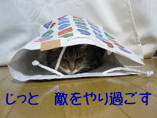 袋入り猫２