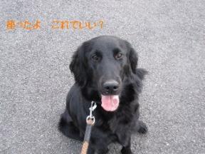 理想？の散歩２