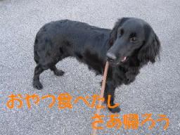 理想？の散歩３