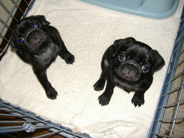 三重時代のきゅろすけさん