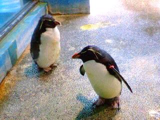 7/30　ペンギン水族館　子供ペンギン