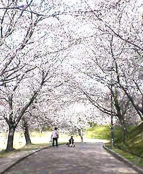 桜のトンネル