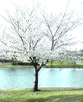 桜の木