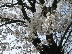 桜２.JPG