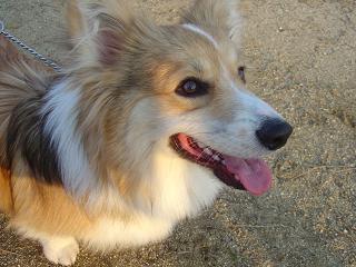 蘭子のなかよしマッシュ君