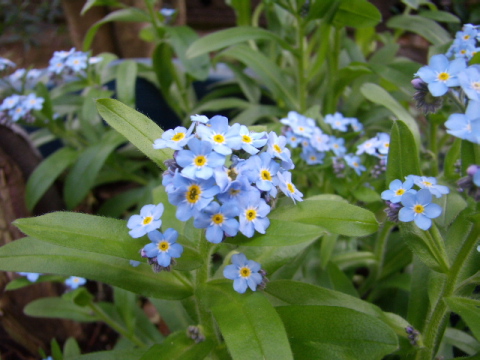 forget-me-not1