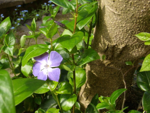 flower-in-garden1