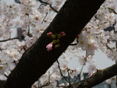 sakura20070413-2