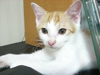8･12子猫男の子1.JPG