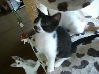 8.12子猫白黒女の子1.JPG