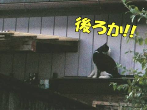 005.jpg