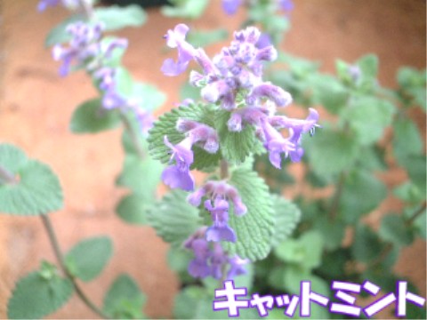catmint.jpg