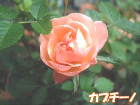 kapuchi-no.jpg